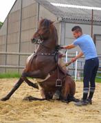 Prachtige spectaculaire rasechte Spaanse ruin, Dieren en Toebehoren, Paarden, Gechipt, Ruin, M, Dressuurpaard