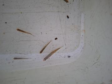 Jonge goudwindes goudwinde te koop beschikbaar voor biedingen