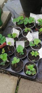 aardbeiplanten Korona aardbei planten, Ophalen, Volle zon, Tweejarig, Fruitplanten