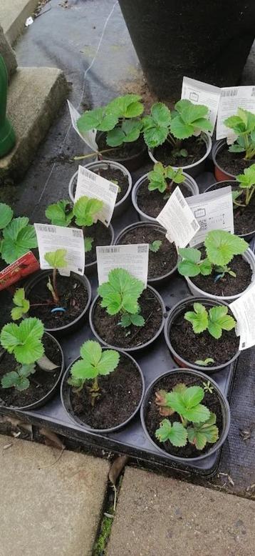 aardbeiplanten Korona aardbei planten beschikbaar voor biedingen