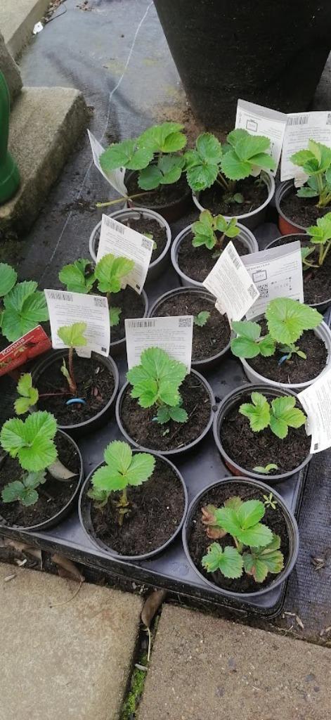 aardbeiplanten Korona aardbei planten, Tuin en Terras, Planten | Tuinplanten, Tweejarig, Fruitplanten, Volle zon, Lente, Ophalen