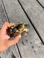 Gezonde Chinese streepnekschildpad, Dieren en Toebehoren, Reptielen en Amfibieën, Schildpad, Tam, 3 tot 6 jaar