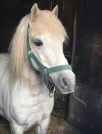 Brave A-pony, ruin, 17jaar, Dieren en Toebehoren, Ruin, 11 jaar of ouder
