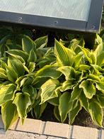 Plante verte pour jardin, Volle zon, Vaste plant, Zomer, Ophalen