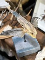Taxidermie vliegen de vis op statief, Ophalen of Verzenden