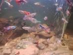 Guppies te koop, Dieren en Toebehoren, Vis, Zoetwatervis, Schoolvis