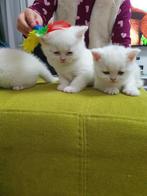 Lief en speels britse kittens, Dieren en Toebehoren, Meerdere dieren, Gechipt, 0 tot 2 jaar