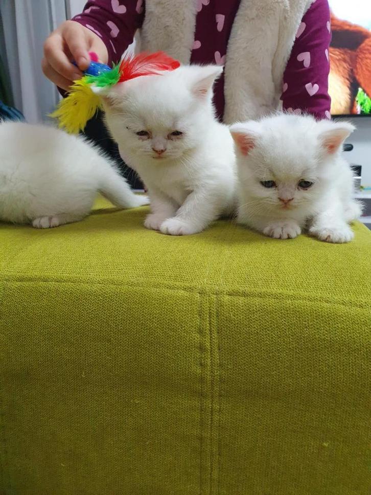 Lief en speels britse kittens, Dieren en Toebehoren, Katten en Kittens | Raskatten | Langhaar, Meerdere dieren, 0 tot 2 jaar, Met stamboom