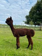 Alpaca hengst, Dieren en Toebehoren, Juni, Mannelijk
