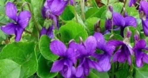 Maarts viooltje, bodembedekker, LAATSTE, Tuin en Terras, Planten | Tuinplanten, Vaste plant, Bodembedekkers, Halfschaduw, Lente