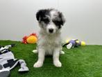Kruising Border Collie pups