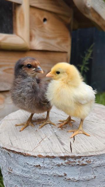 2 kuikentjes olive Eggers olijfleggers kippen  beschikbaar voor biedingen