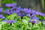 Centaurea montana 'Coerulea of Korenbloem, Tuin en Terras, Planten | Tuinplanten, Ophalen, Vaste plant
