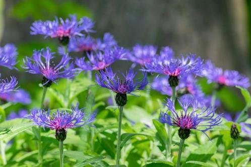 Centaurea montana 'Coerulea of Korenbloem, Tuin en Terras, Planten | Tuinplanten, Vaste plant, Ophalen