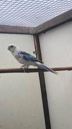 Rosella, Dieren en Toebehoren, Mannelijk, Parkiet, Geringd