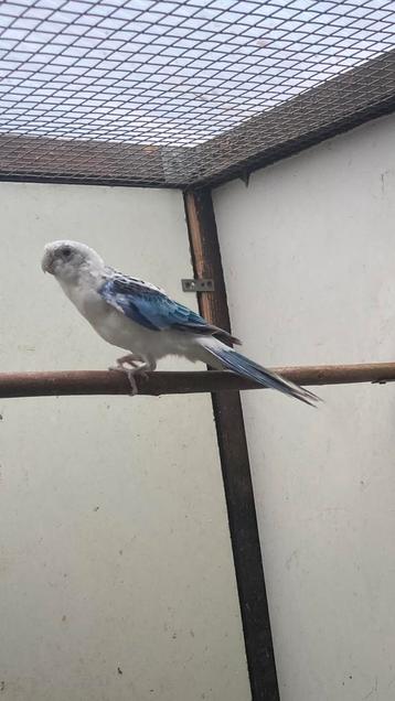 Rosella, Mâle, Perruche, Bagué