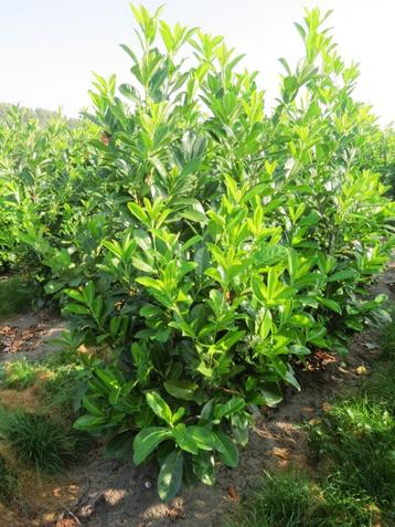Prunus l. Rotundifolia 125/150 OVERSTOCK Paplaurier beschikbaar voor biedingen