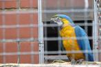 Blauw gele ara, Dieren en Toebehoren, Papegaai, Geringd