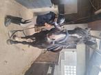Halve stal paarden aangeboden, Merrie