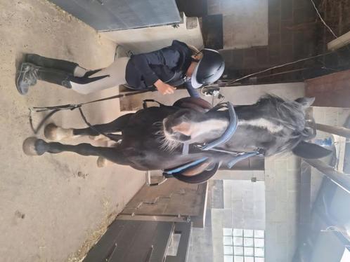 Halve stal paarden aangeboden, Dieren en Toebehoren, Pony's, Merrie