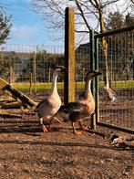 2 ganzen, Dieren en Toebehoren, Pluimvee