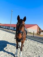 Recreatie wandelpaard, Dieren en Toebehoren, Paarden, Ruin