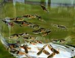 Endler Guppy Campoma el tigre