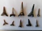 10 fossiele haaientanden, Verzamelen, Mineralen en Fossielen, Verzenden, Fossiel