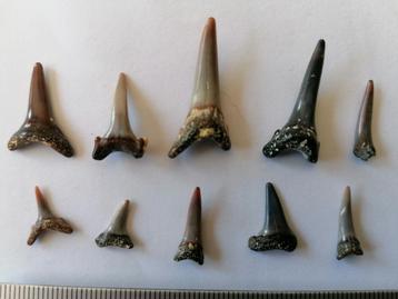 10 dents de requin fossile, Envoi, Fossile