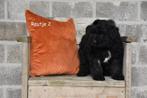 Prachtige Bouvier des Flandres pups, Animaux & Accessoires, Chiens | Bergers & Bouviers, Bouvier, Plusieurs, Parvovirose, Belgique