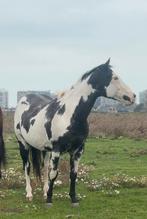 Overo ruin, Dieren en Toebehoren, Paarden, Ruin