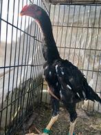 Shamo haan 4 mamd, Dieren en Toebehoren, Pluimvee, Kip