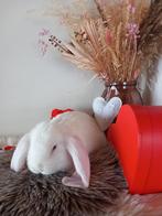 Franse hangoor ram, Mâle, Grand, Oreilles tombantes, 0 à 2 ans