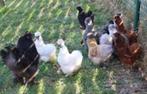 toom padua , zijdehoen , wyandotte , cochin en hollandse wit, Dieren en Toebehoren, Meerdere dieren, Kip