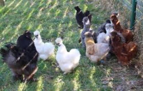 toom padua , zijdehoen , wyandotte , cochin en hollandse wit, Dieren en Toebehoren, Pluimvee, Kip, Meerdere dieren