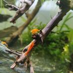 GEZOCHT: orange sakura garnalen, Dieren en Toebehoren