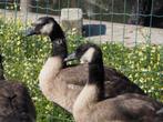 Ganzen canadaganzen, Meerdere dieren, Gans of Zwaan