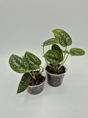 scindapsus pictus agyraeus  beschikbaar voor biedingen