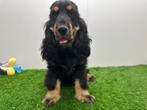 Engelse Cocker Spaniel puberpups, Dieren en Toebehoren, Honden | Retrievers, Spaniëls en Waterhonden, België, 15 weken tot 1 jaar
