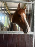 Merrie Akita La Jolie en Ruin Baby Prince, Dieren en Toebehoren, Paarden, Meerdere dieren, Recreatiepaard, Met stamboom, 7 tot 10 jaar