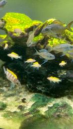 Neolamprologus Caudopunctatus, Dieren en Toebehoren, Zoetwatervis