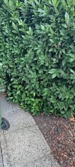 Laurier, Tuin en Terras, Planten | Tuinplanten, Ophalen