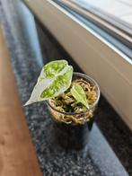 Alocasia Longiloba albo, Huis en Inrichting, Ophalen