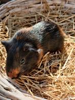 Mooie caviaatjes meerkleurig, Juli, Meerdere dieren, Cavia
