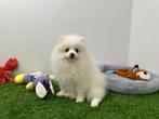 Dwergkees pups, België, Keeshond, 8 tot 15 weken, CDV (hondenziekte)