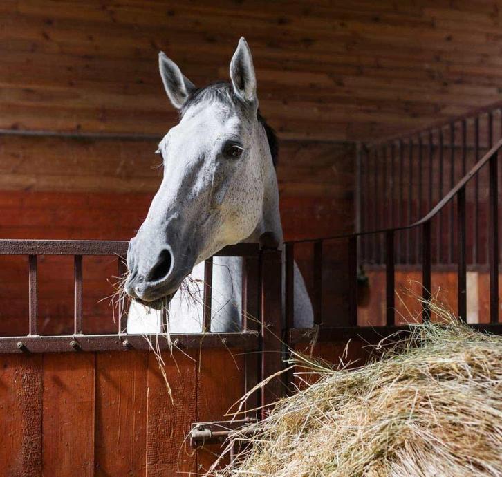 Petits ballots de foin BIO récolte 2025, Dieren en Toebehoren, Dierenvoeding, Vee, Ophalen