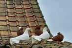 Sierduiven, Dieren en Toebehoren