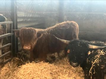 Schotse hooglander stier  beschikbaar voor biedingen