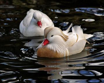 eenden siereenden, Canard