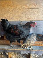 Marans haan, Dieren en Toebehoren